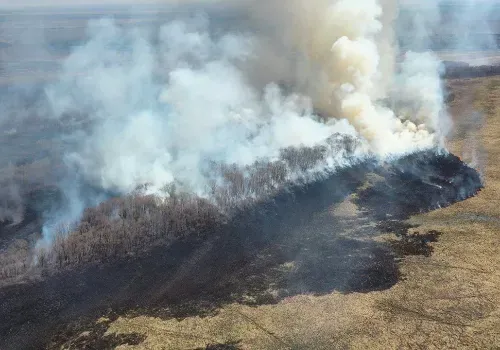 Крупный пожар погубил обитателей Муравьевского парка и уничтожил гнезда редких птиц