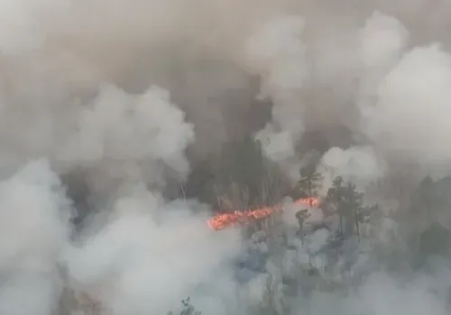 Потушен лесной пожар вдоль трассы Благовещенск-Свободный 
