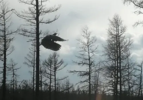 Скрытных выпей удалось запечатлеть охотоведу в Тындинском округе