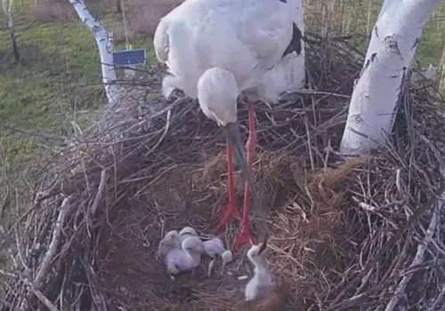 Аист из Приамурья забрал себе рыбу, выбранную птенцом