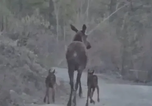 Семья лосей из Амурской области оказалась редкой
