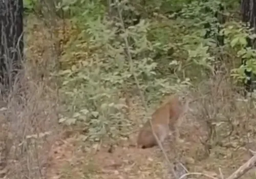 Большая редкость: удивительная встреча людей с рысью произошла в Приамурье