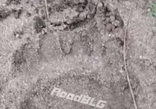 След медведя заметили в Благовещенском округе