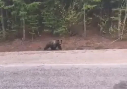 Медведей заметили возле дорог, ведущих в поселки Тындинского округа