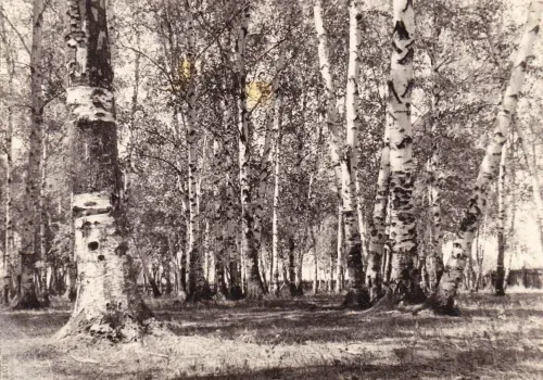 Парки прошлого века показали в Амурской области