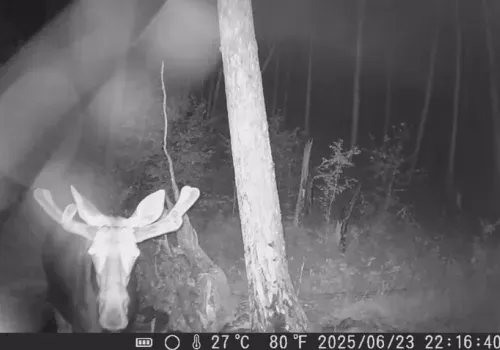 В Приамурье лось поздоровался с фотоловушкой