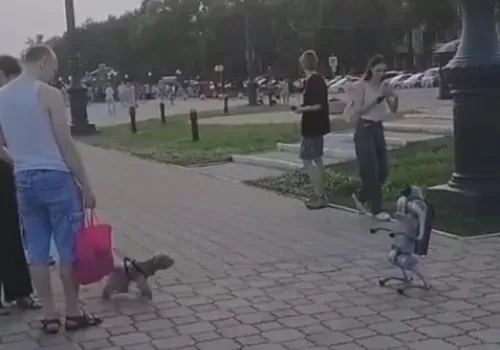 Собака-робот и настоящий пес познакомились на набережной Благовещенска