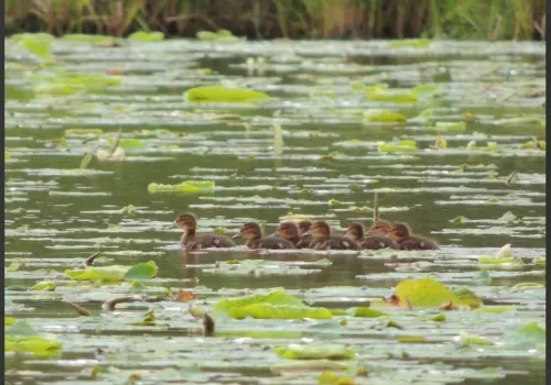 Утка-мандаринка теряет свои позиции в Хинганском заповеднике