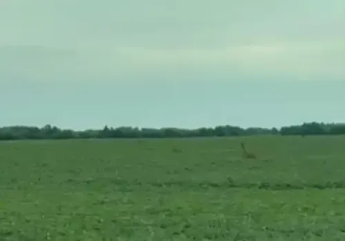 Скачущую косулю заметили на соевом поле в Ивановском округе