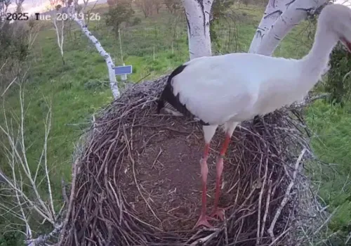 Аистенок впервые вылетел из гнезда в Березовском заказнике