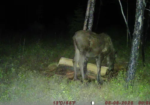 Изюбрь и лось попали в объектив фотоловушек в Приамурье