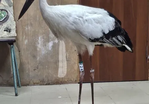 Поначалу стеснялся: худой аист набрался сил благодаря амурчанам