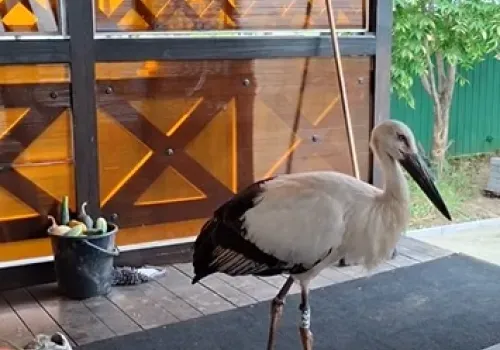 Привык к месту: спасенный аист прилетает к амурчанам 