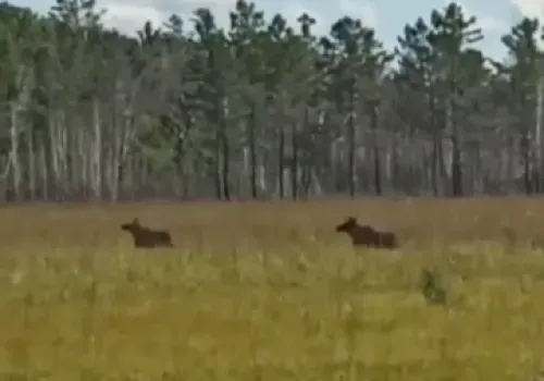 Романтическая пробежка лосей попала на видео в Приамурье