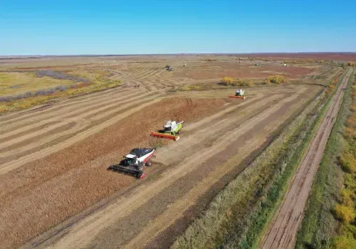 Поле, грачи и ястреб: амурский эколог запечатлел цепочку питания