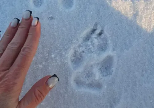 Охота сорвалась: волка-"неудачника" заметили на льду в Приамурье