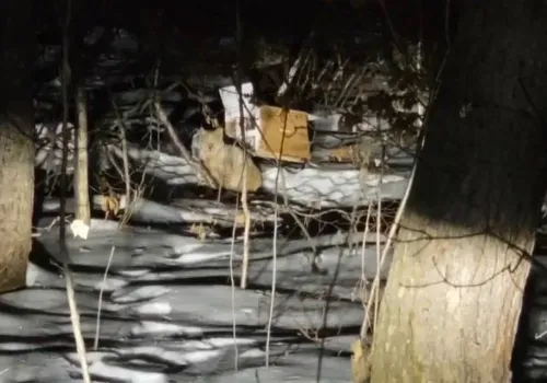 Стая бродячих собак загнала рысь на дерево в Чигирях