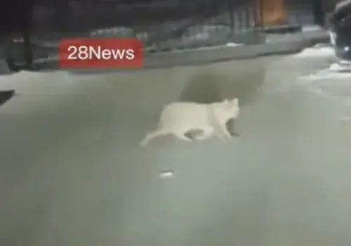 Рысь снова сняли на камеру в Благовещенске