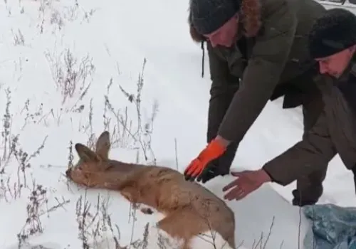 Молодую косулю спасли в селе Амурской области