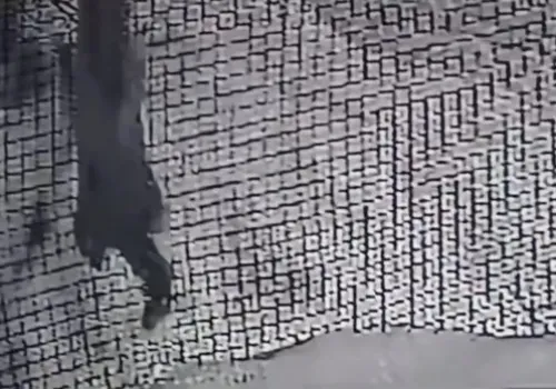 Лесного кота сняла домашняя камера во дворе жителя Приамурья