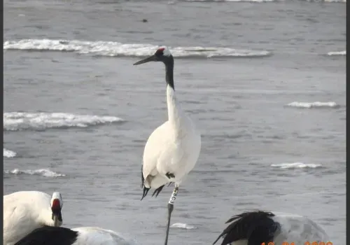 Японских журавлей из Приамурья сняли на камеру в месте зимовки 