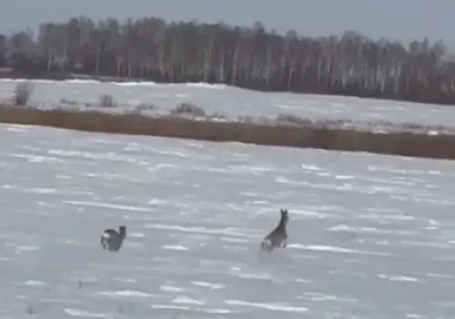 Бегущие косули попали на видео в Ивановском округе в Приамурье