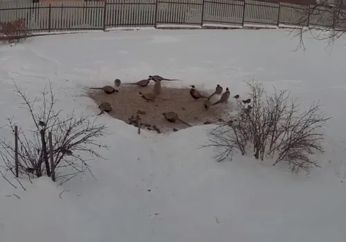 Фазаны стали частыми гостями на подкормочной площадке в селе Верхнеблаговещенском