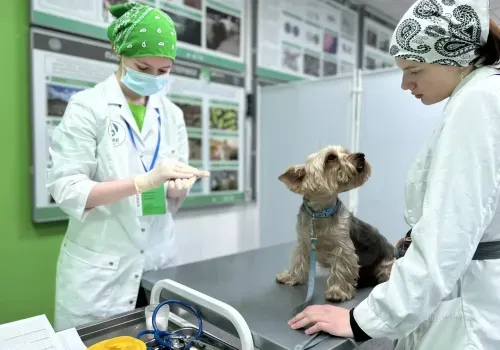 Студенты из России, Китая и Беларуси соревнуются в профмастерстве в Приамурье