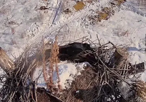 Стычка вороны и канюка попала на камеру в Приамурье