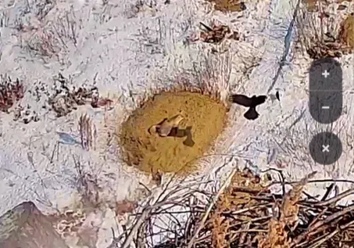 Назойливые вороны, мешавшие лисе отдыхать, попали на видео в Приамурье