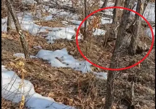Беременную косулю спасли в Приамурье