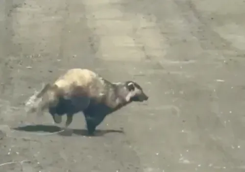 Барсука снял на видео охотовед в Ивановском округе
