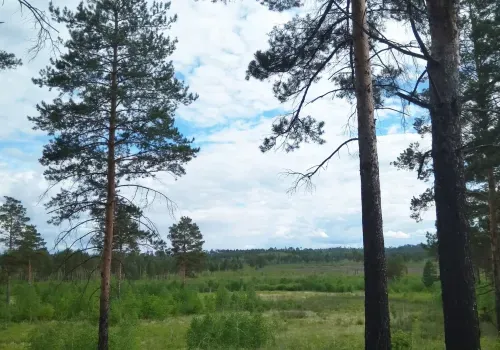 Весна разбудила рано: чем отличились клещи в Амурской области