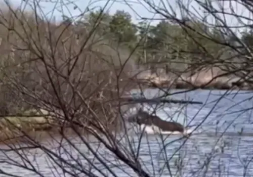 Симпатичную лосиху сняли на видео в Ташинском заказнике в Приамурье