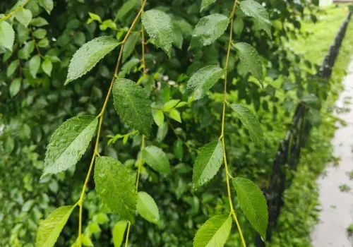 Прогноз погоды на 12 августа в Амурской области: ожидаются сильные дожди, сильные ливни и грозы