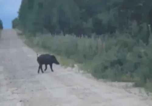 Молодого кабанчика успел снять на видео очевидец перед тем, как тот скрылся в кустах