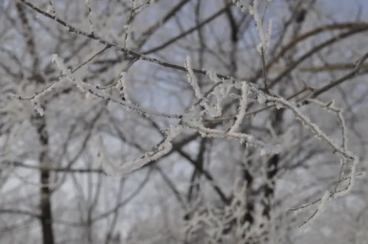 Небольшая облачность, до 18 градусов мороза: погода 3 января в Благовещенске