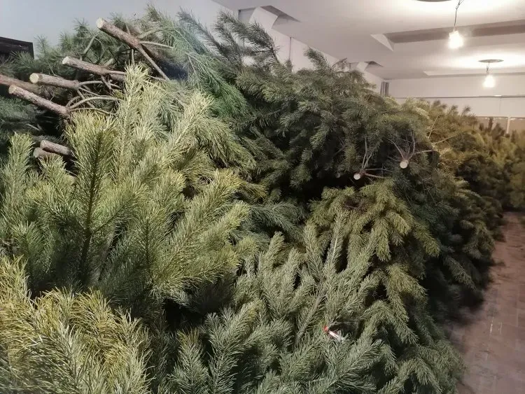 37 елей и сосен незаконно срубили амурчане перед Новым годом