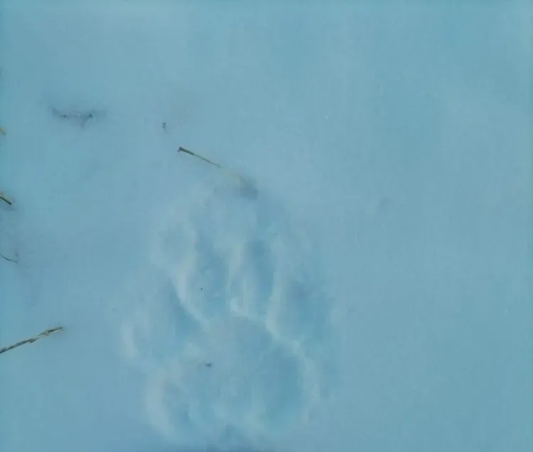 Следы тигра снова обнаружили в Амурской области