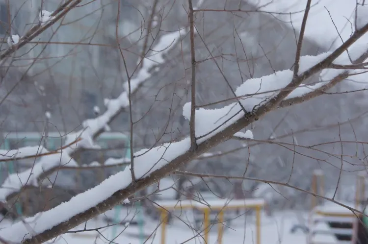 Циклон принес в четыре района Амурской области 50% месячной нормы снега