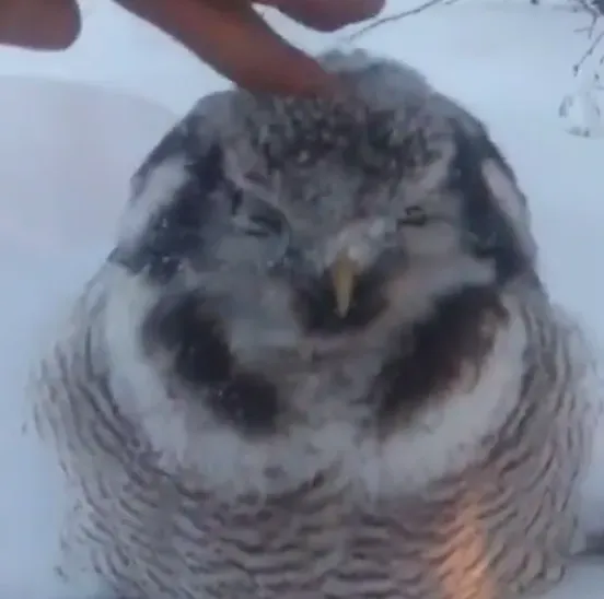 В Якутии из-за аномальных морозов птицы и звери замерзают насмерть