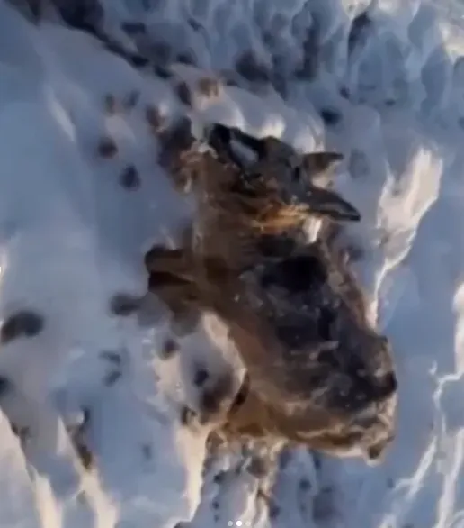 В Якутии из-за аномальных морозов птицы и звери замерзают насмерть