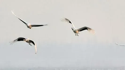 Китайский профессор отыскал японского журавля из Архаринского района