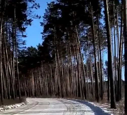 Амурчане собираются высадить сосны взамен вырубленных в памятнике природы в Серышевском районе