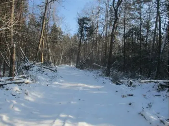Лес в Амурской области вырубили на месте геологоразведочных работ без разрешения