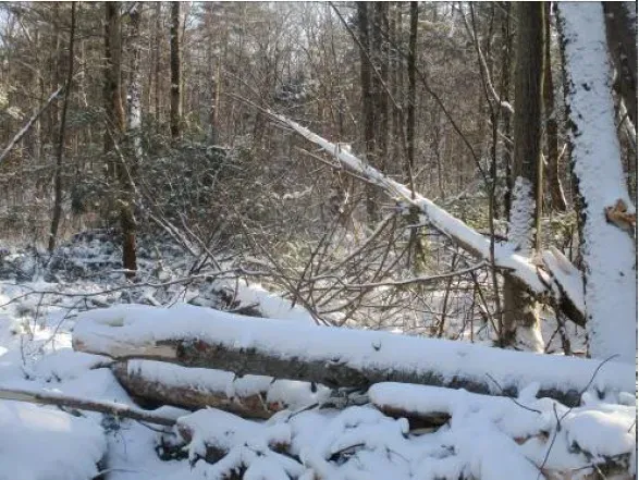 Лес в Амурской области вырубили на месте геологоразведочных работ без разрешения