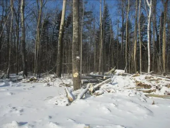 Лес в Амурской области вырубили на месте геологоразведочных работ без разрешения