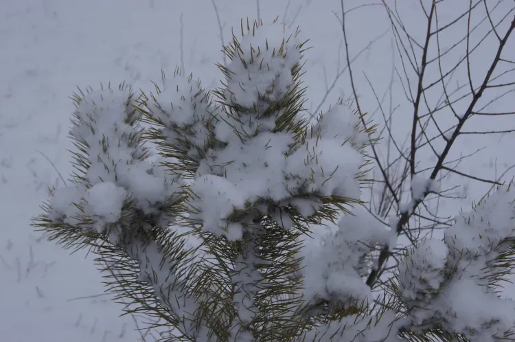 Снег, до 17 градусов мороза: погода 5 февраля в Благовещенске
