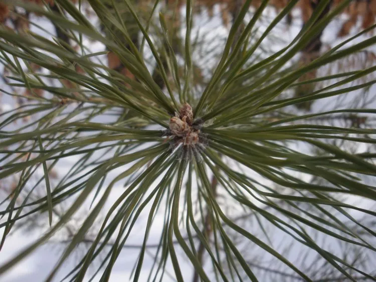 Облачно, без осадков: погода 6 февраля в Благовещенске