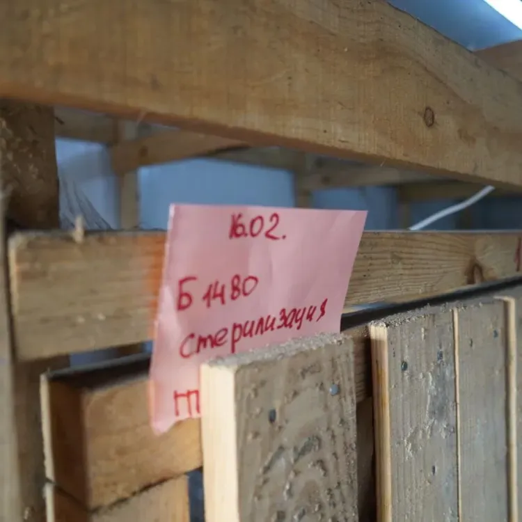 Питомник для бродячих собак собираются построить в Свободном